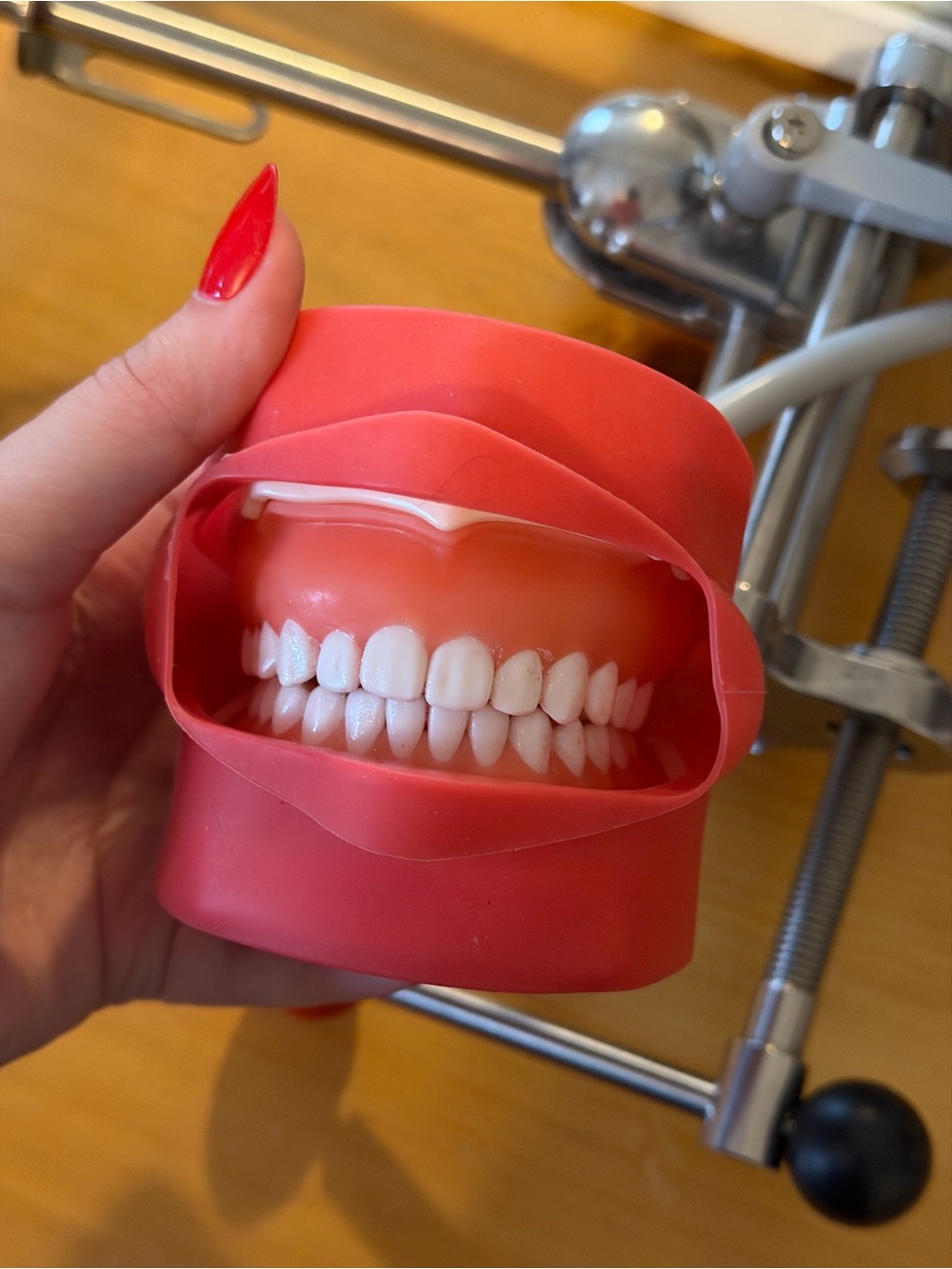 Desk Mount Dental Typodont